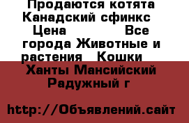 Продаются котята Канадский сфинкс › Цена ­ 15 000 - Все города Животные и растения » Кошки   . Ханты-Мансийский,Радужный г.